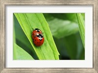 Two Ladybugs Fine Art Print