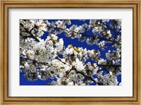 White Cherry Blossom Branches Fine Art Print
