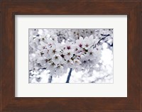 White Cherry Blossoms photo Fine Art Print