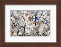 White Cherry Blossom tree Fine Art Print