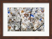 White Cherry Blossom tree Fine Art Print