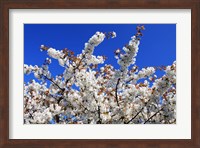 White Cherry Blossom Bloom Fine Art Print