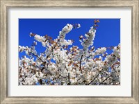 White Cherry Blossom Bloom Fine Art Print