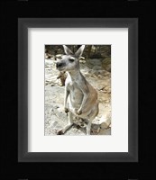 Kangaroo at the Zoo Fine Art Print