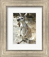 Kangaroo at the Zoo Fine Art Print