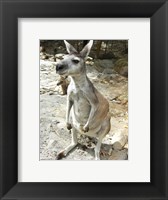 Kangaroo at the Zoo Fine Art Print