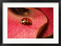 Ladybug On Leaves Fine Art Print