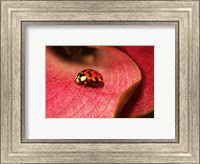 Ladybug On Leaves Fine Art Print