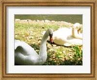 Swans by the Lake Fine Art Print