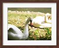 Swans by the Lake Fine Art Print