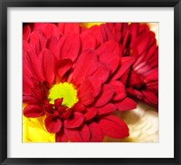 Chrysanthemum Fine Art Print
