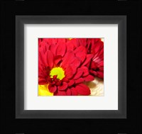 Chrysanthemum Fine Art Print