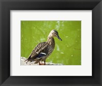 Duck Fine Art Print