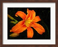 Orange Tiger Lily Fine Art Print