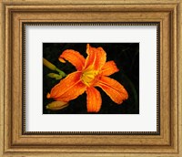 Orange Tiger Lily Fine Art Print