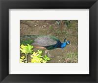 Peacock Fine Art Print