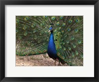 Peacock Showing off Its Feathers Fine Art Print