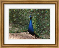 Peacock Showing off Its Feathers Fine Art Print