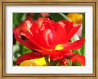 Red Tulip Fine Art Print