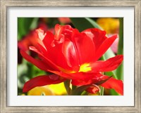Red Tulip Fine Art Print