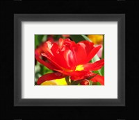 Red Tulip Fine Art Print