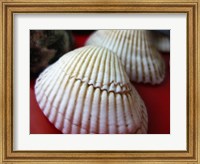 Scallop Shells Fine Art Print