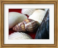 Snail Shell Fine Art Print