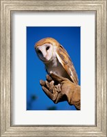 Barn Owl on Hand Fine Art Print