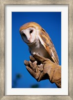 Barn Owl on Hand Fine Art Print