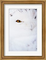 Snowy Owl - white Fine Art Print