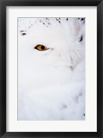 Snowy Owl - white Fine Art Print
