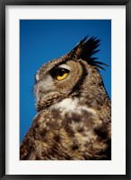 Horned Owl Profile Fine Art Print