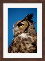 Horned Owl Profile Fine Art Print