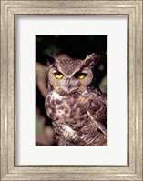 Horned Owl Fine Art Print