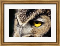 Horned Owl Closeup Fine Art Print