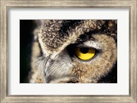 Horned Owl Closeup Fine Art Print
