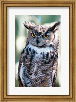 Great Horned Owl Close Up Fine Art Print