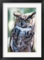 Great Horned Owl Close Up Fine Art Print