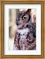 Great Horned Owl Sleepy Fine Art Print