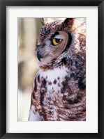 Great Horned Owl Sleepy Fine Art Print