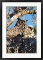Great Horned Owls Fine Art Print