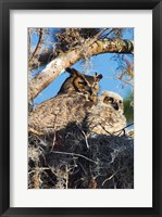 Great Horned Owls Fine Art Print