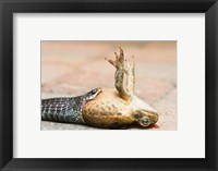 Close-up of a snake eating a frog Fine Art Print