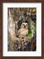 Great Horned Owl in a Tree Fine Art Print