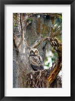 Great Horned Owl in a Tree Fine Art Print