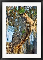 Two Great Horned Owls Fine Art Print