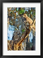 Two Great Horned Owls Fine Art Print