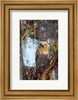 Great Horned Owl Perching on Branch Fine Art Print