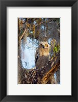 Great Horned Owl Perching on Branch Fine Art Print