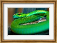 Parrot snake Fine Art Print